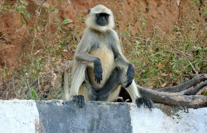 અમદાવાદમાં વાનરને ખાવાનું આપવું હેરાનગીરૂપ ગુનો, ત્રણ વર્ષની જેલ અને દંડ લાગશે Feeding monkeys in Ahmedabad is a nuisance crime will attract three years in jail and a fine